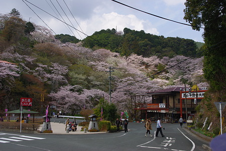110410奥山花見02