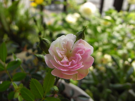R0012629