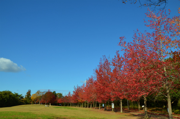 澄み渡る青空と綺麗な紅葉
