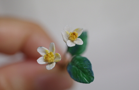 IMGP0897