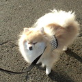 Photos: 写真撮ろうとした瞬間にぶるぶるっとやったので、なんかひしゃげてるw