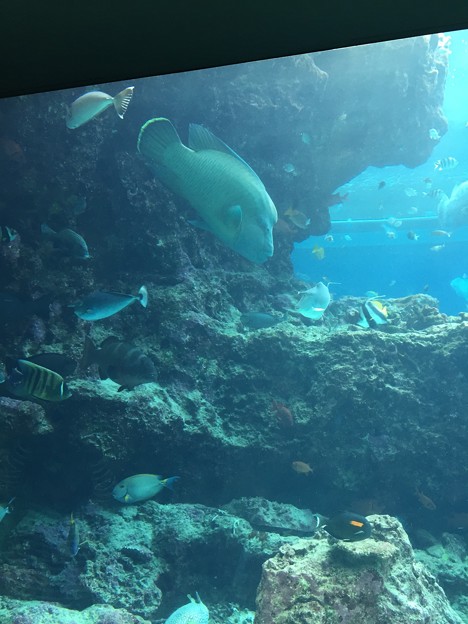 美ら海水族館