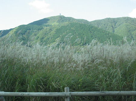 仙石原すすき野