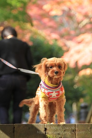 ViVi