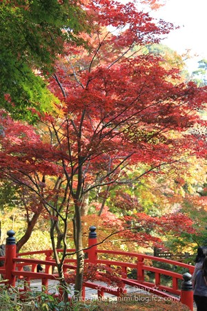 紅葉