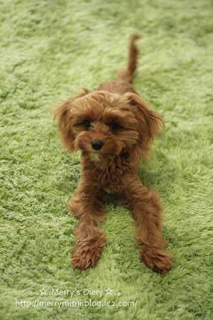 ViVi