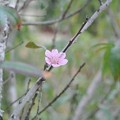 Photos: 早咲きキームムの花