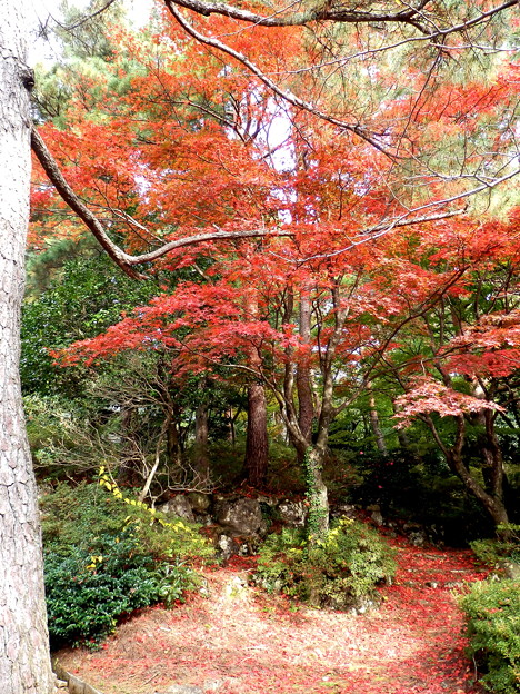 寺家公園 写真共有サイト フォト蔵