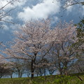 2013 桜