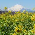 2018富士山と菜の花