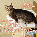 Photos: 110429-【猫アニメ】署名にご協力ありがとにゃ！！