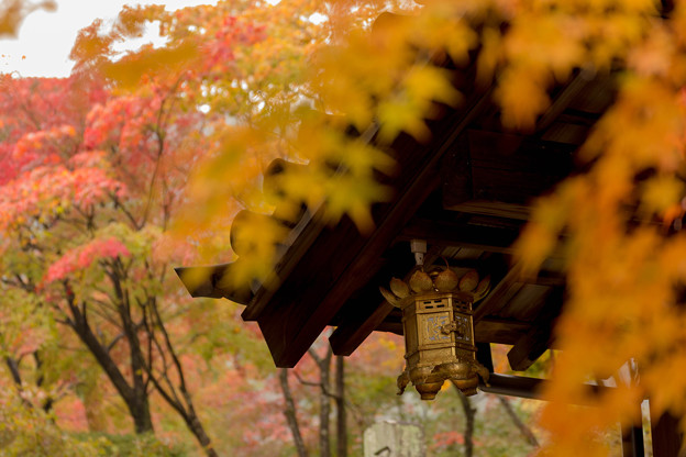 秋色の光明寺