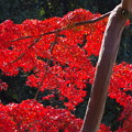 紅葉　奈良公園