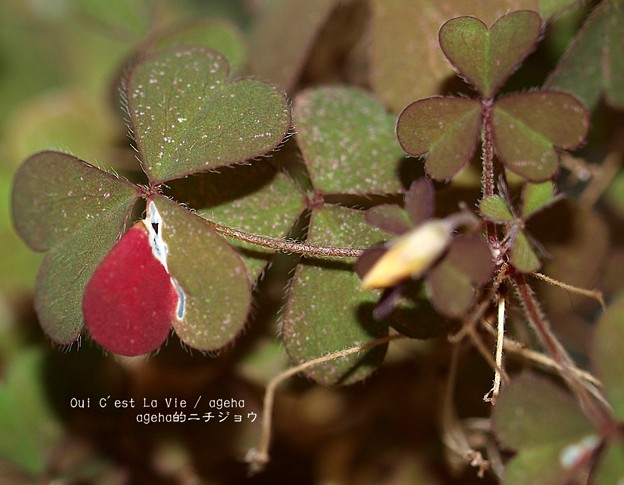 Photos: カタバミ紅葉。虫食いのなせるワザ。