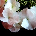 Photos: 額紫陽花　スプリングの花