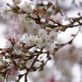 冬桜（１）