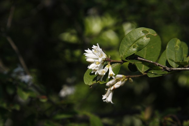 イボタの木、（水蝋の木：疣取木）花