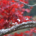 四季桜と紅葉　　春と秋?