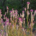 Photos: ノゲイトウの花の群れ
