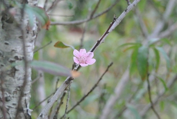 Photos: 早咲きキームムの花