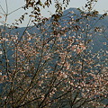 Photos: 冬桜の里は花盛り